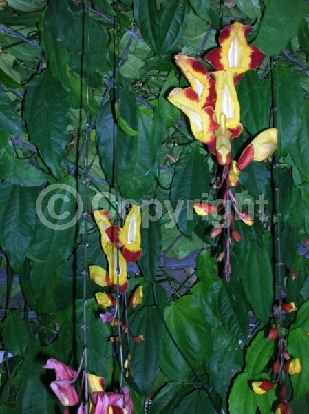 Red blooms; Yellow blooms; Purple blooms; Rust or bronze blooms; Evergreen; Broadleaf