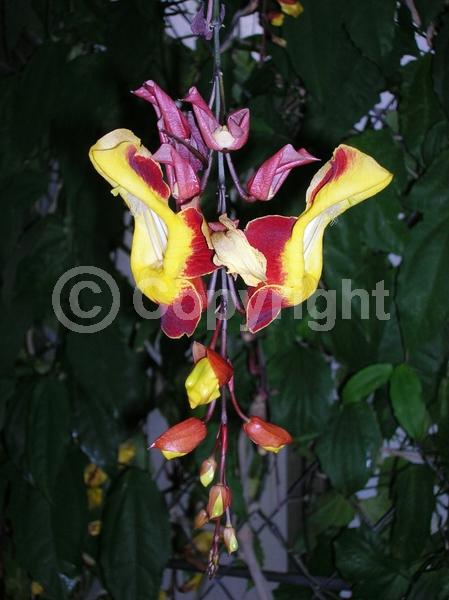 Red blooms; Yellow blooms; Purple blooms; Rust or bronze blooms; Evergreen; Broadleaf