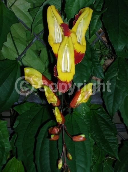 Red blooms; Yellow blooms; Purple blooms; Rust or bronze blooms; Evergreen; Broadleaf