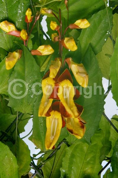 Red blooms; Yellow blooms; Purple blooms; Rust or bronze blooms; Evergreen; Broadleaf