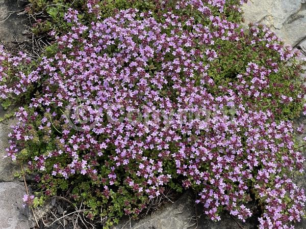 Pink blooms; Lavender blooms; Evergreen