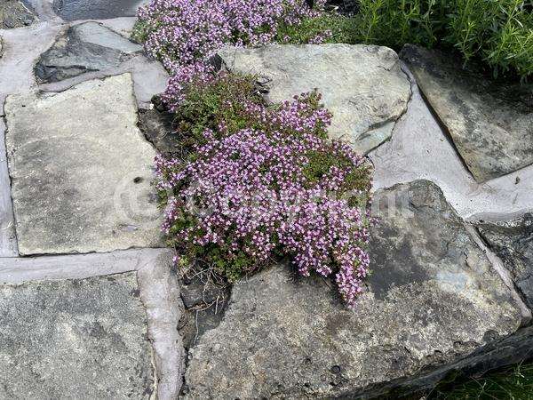 Pink blooms; Lavender blooms; Evergreen