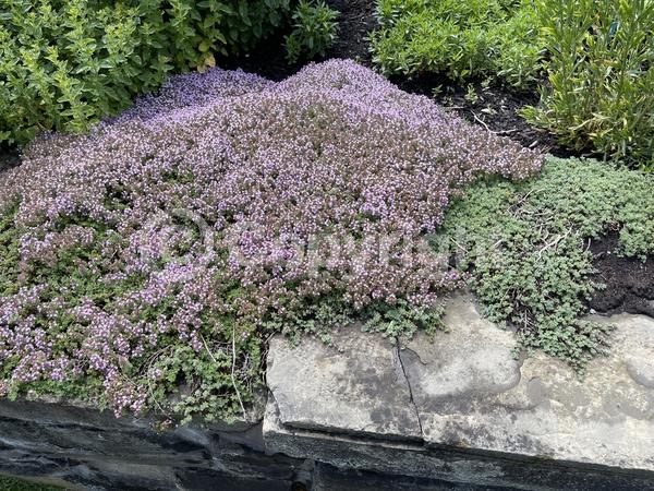 Pink blooms; Lavender blooms; Evergreen