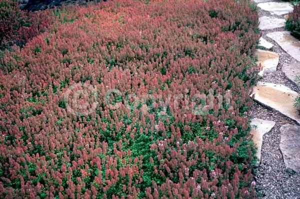Pink blooms; Lavender blooms; Deciduous