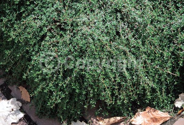 Pink blooms; Lavender blooms; Deciduous