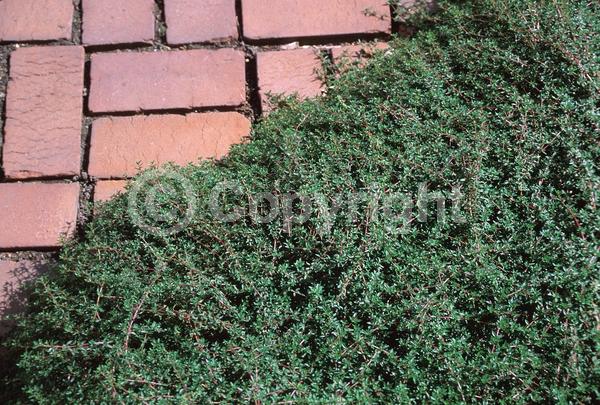 Pink blooms; Lavender blooms; Deciduous