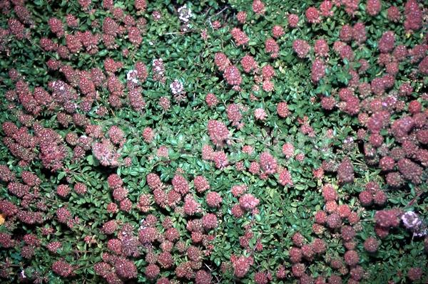 Pink blooms; Lavender blooms; Deciduous