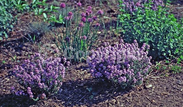 Pink blooms; Evergreen; Needles or needle-like leaf
