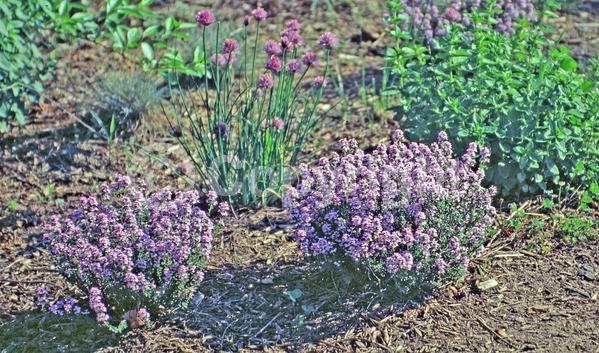 Pink blooms; Evergreen; Needles or needle-like leaf