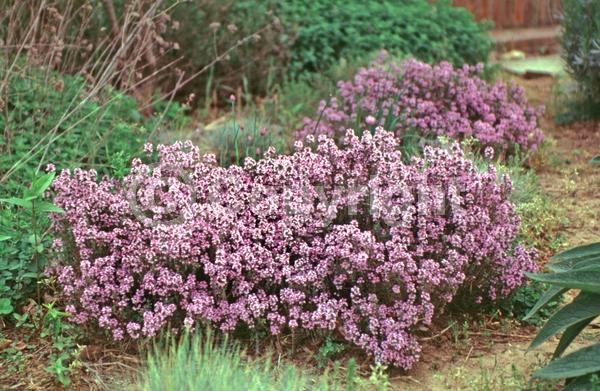 Pink blooms; Evergreen; Needles or needle-like leaf