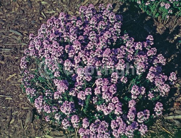 Pink blooms; Evergreen; Needles or needle-like leaf