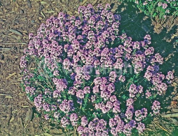 Pink blooms; Evergreen; Needles or needle-like leaf
