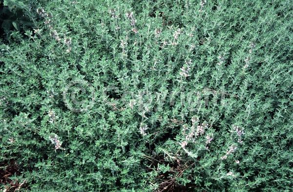 Purple blooms; Deciduous