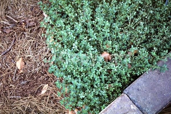 Purple blooms; Deciduous