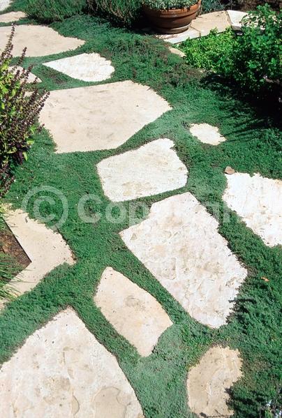 Purple blooms; Pink blooms; Semi-evergreen