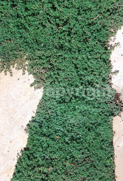 Purple blooms; Pink blooms; Semi-evergreen