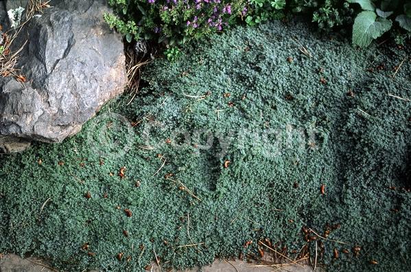 Purple blooms; Pink blooms; Semi-evergreen
