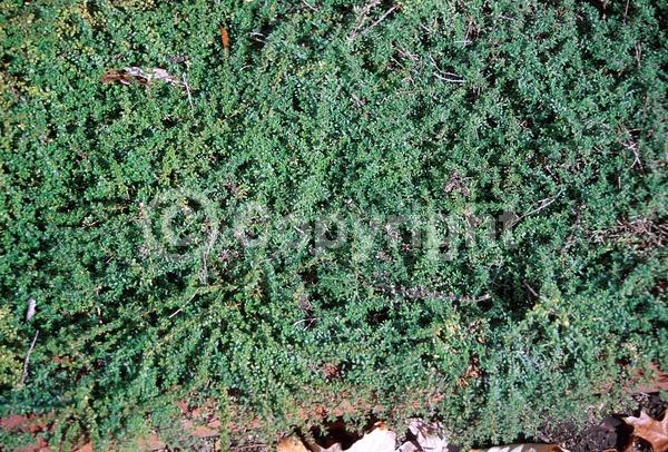 Purple blooms; Pink blooms; Semi-evergreen