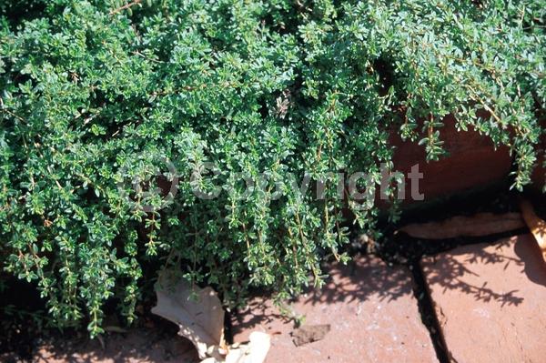 Purple blooms; Pink blooms; Semi-evergreen