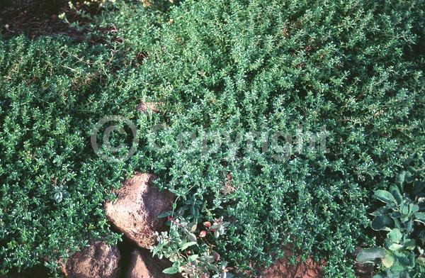 Purple blooms; Pink blooms; Semi-evergreen