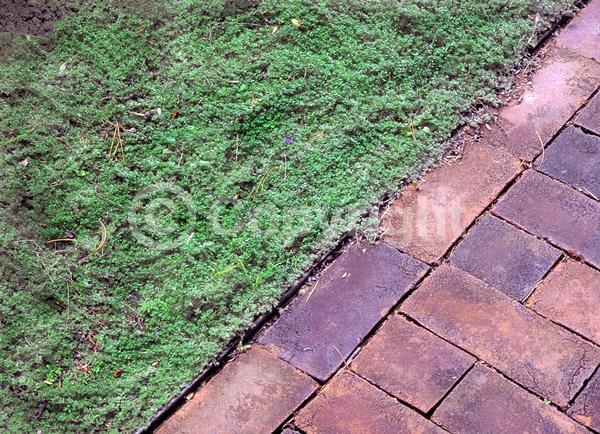 Purple blooms; Pink blooms; Semi-evergreen