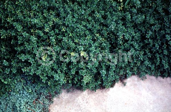 White blooms; Lavender blooms; Deciduous