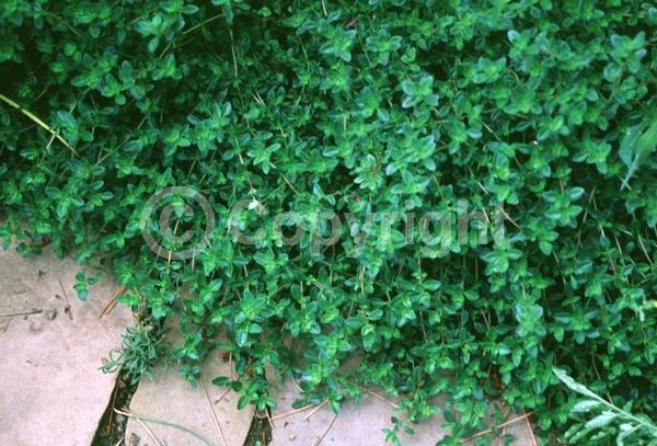 White blooms; Lavender blooms; Deciduous