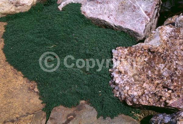 Lavender blooms; Evergreen