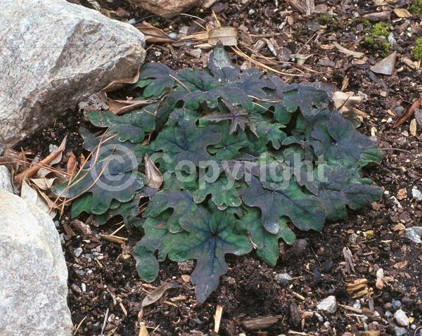 Pink blooms; Evergreen