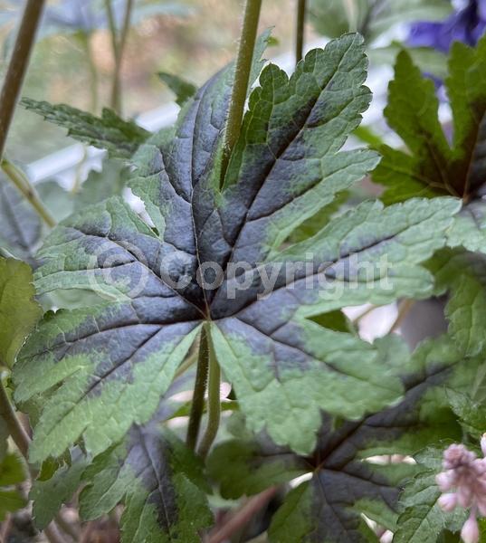 White blooms; Pink blooms