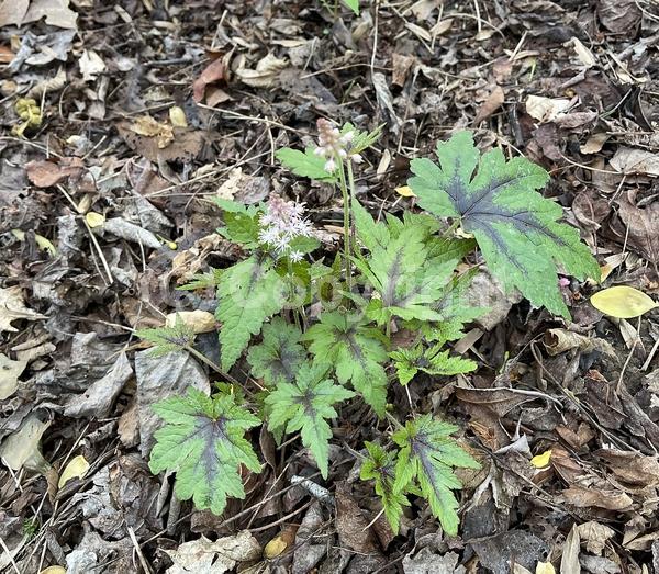 White blooms; Pink blooms