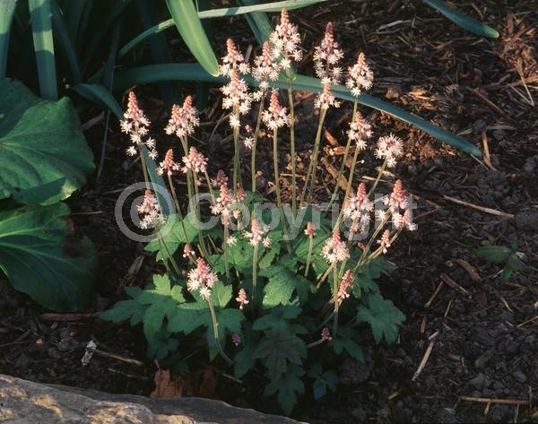 White blooms; Pink blooms; North American Native