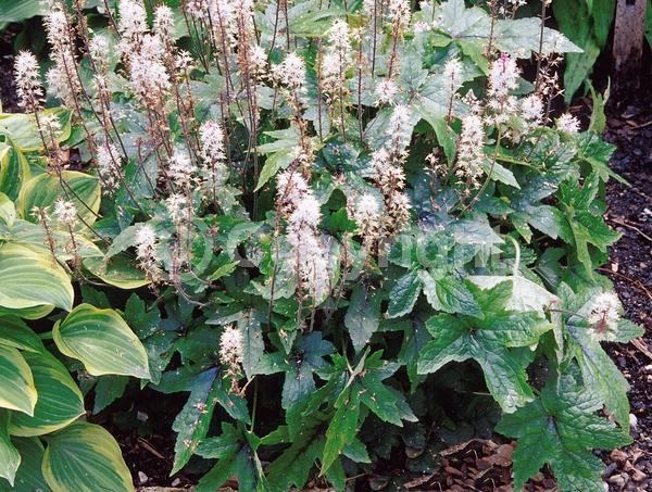 Pink blooms; Evergreen