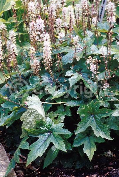 Pink blooms; Evergreen