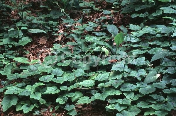 White blooms; North American Native