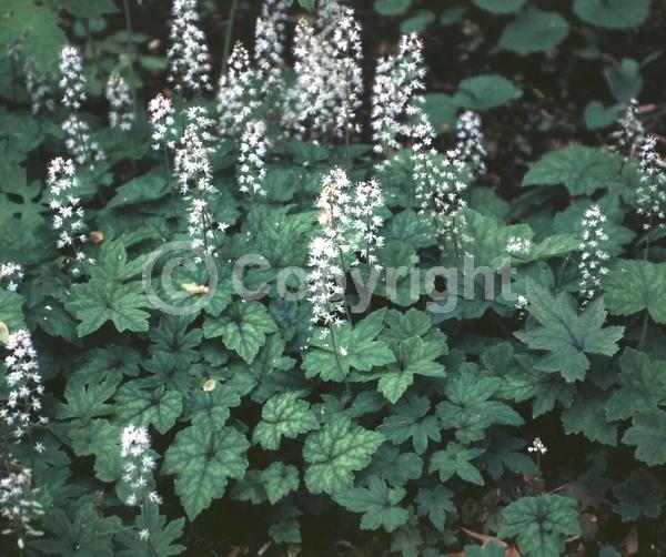 White blooms; North American Native