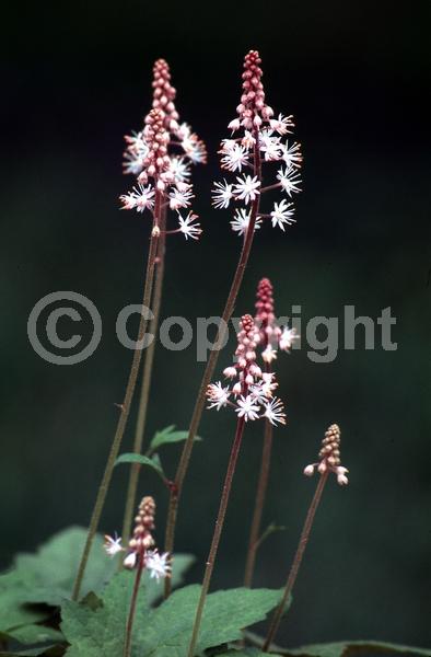 White blooms; North American Native