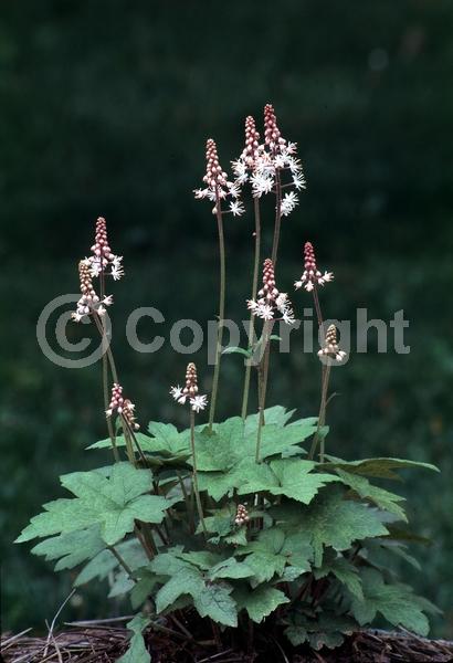 White blooms; North American Native