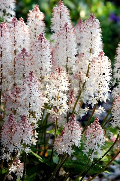 White blooms; North American Native