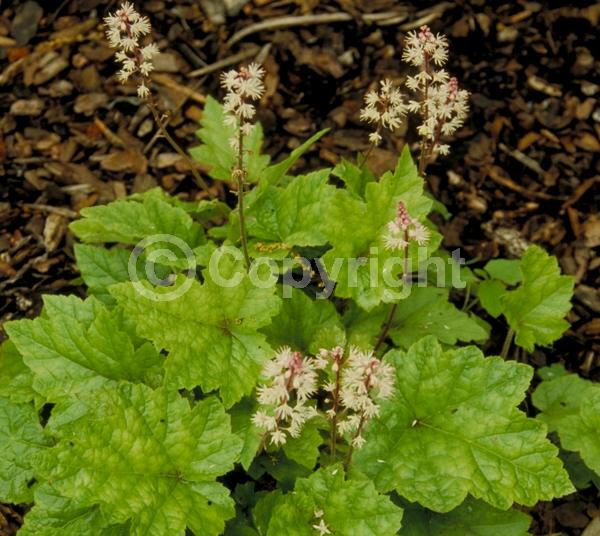 White blooms; Semi-evergreen; North American Native