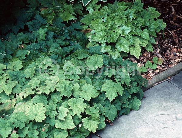 White blooms; Semi-evergreen; North American Native