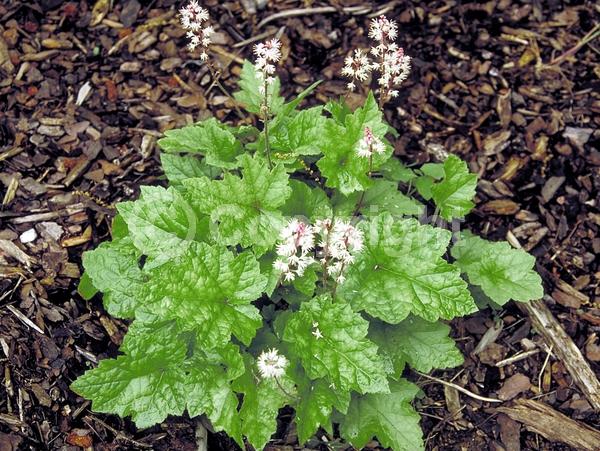 White blooms; Semi-evergreen; North American Native