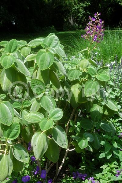 Purple blooms; Lavender blooms; Evergreen; Broadleaf