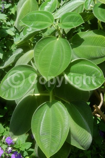 Purple blooms; Lavender blooms; Evergreen; Broadleaf