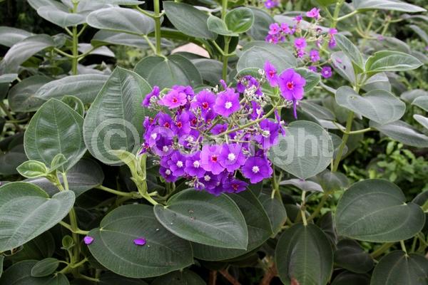Purple blooms; Lavender blooms; Evergreen; Broadleaf