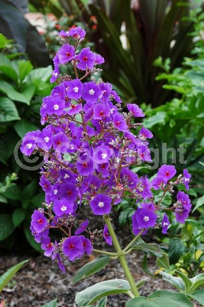 Purple blooms; Lavender blooms; Evergreen; Broadleaf