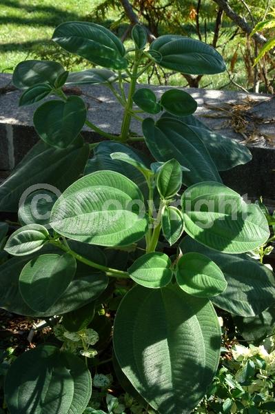 Purple blooms; Lavender blooms; Evergreen; Broadleaf