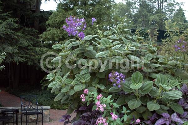 Purple blooms; Lavender blooms; Evergreen; Broadleaf
