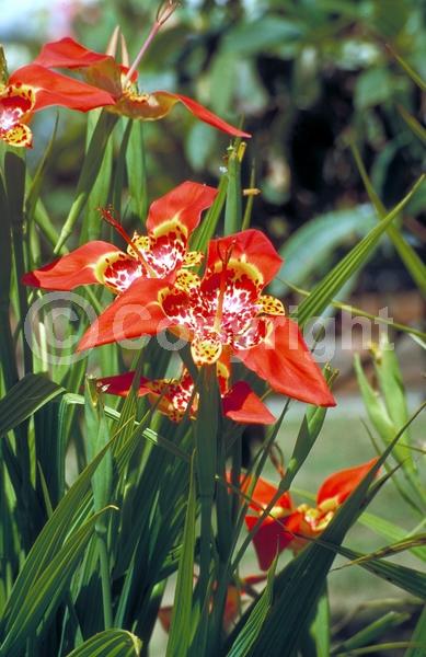Red blooms; Orange blooms; Yellow blooms; Purple blooms; White blooms; Pink blooms; Deciduous; Broadleaf; North American Native