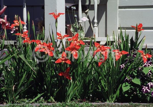 Red blooms; Orange blooms; Yellow blooms; Purple blooms; White blooms; Pink blooms; Deciduous; Broadleaf; North American Native